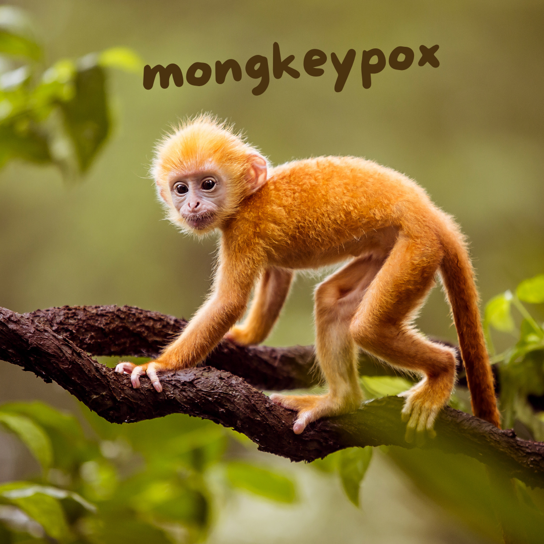gambar : Monyet (ilustrasi) Sumber : canvapro